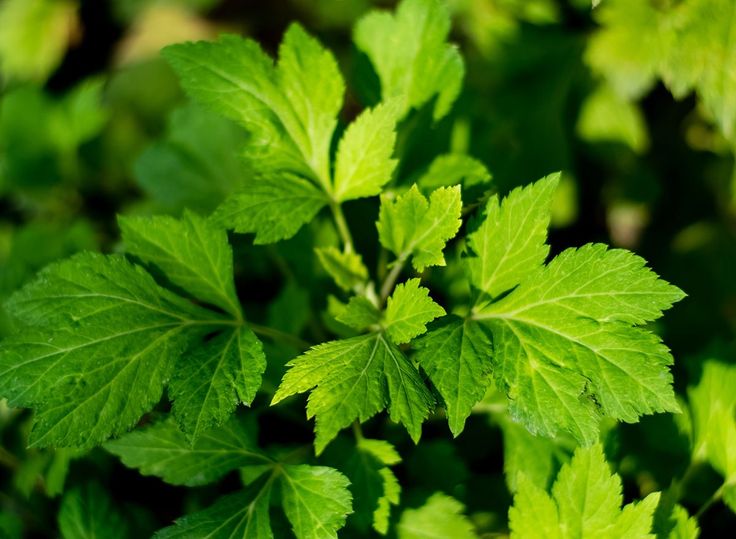 Top 5 Benefits of Mugwort (Estafiate) 3