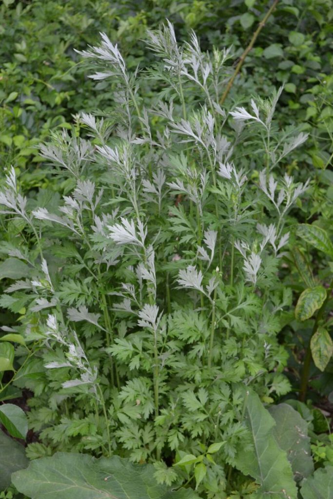 Top 5 Benefits of Mugwort (Estafiate) 4