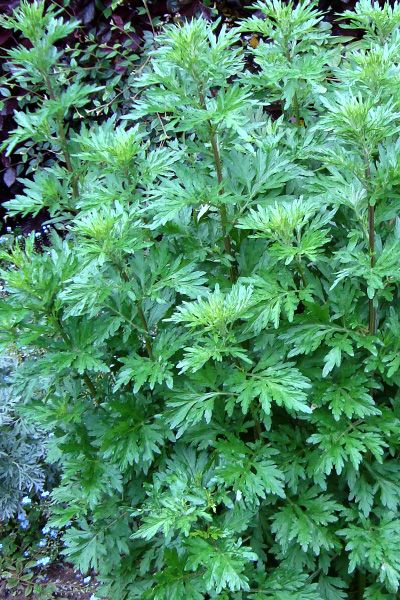 Top 5 Benefits of Mugwort (Estafiate) 5