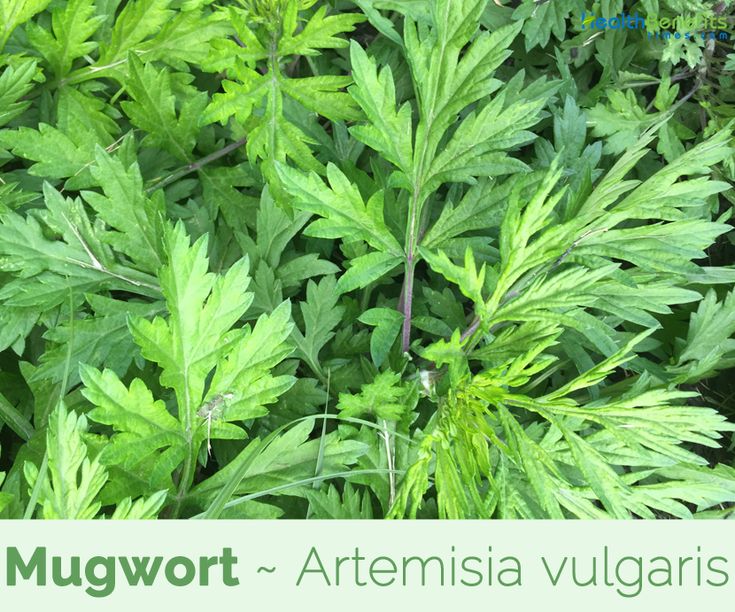 Top 5 Benefits of Mugwort (Estafiate) 7