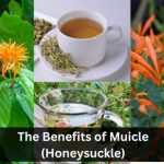 The Benefits of Muicle (Honeysuckle) 10