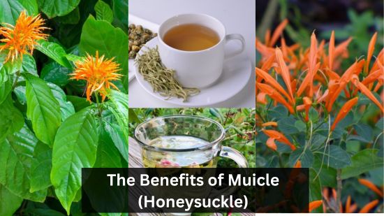 The Benefits of Muicle (Honeysuckle) 5