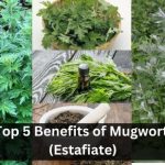 Top 5 Benefits of Mugwort (Estafiate) 10