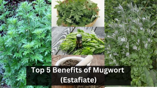 Top 5 Benefits of Mugwort (Estafiate) 13